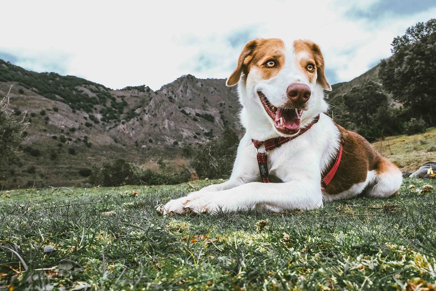 The African Dog That Hasn't Stopped Smiling For A Year