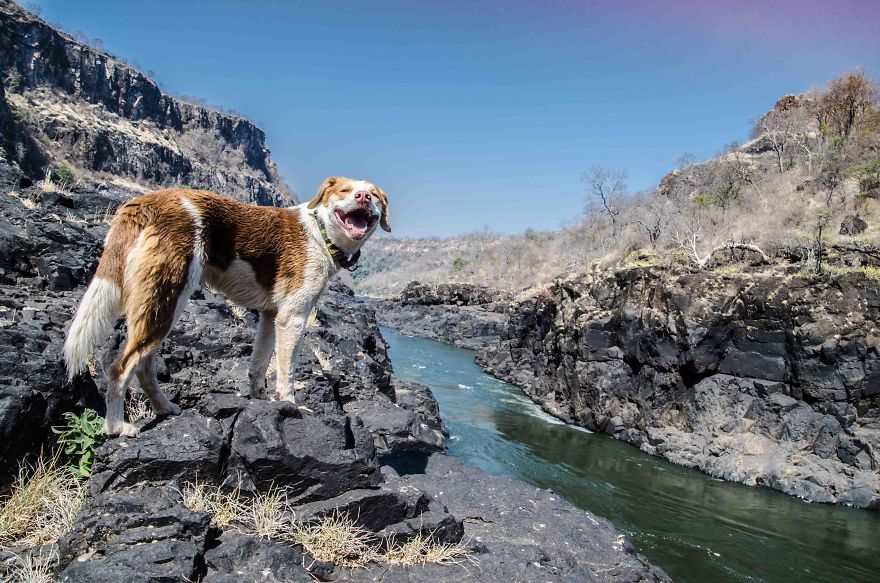 The African Dog That Hasn't Stopped Smiling For A Year