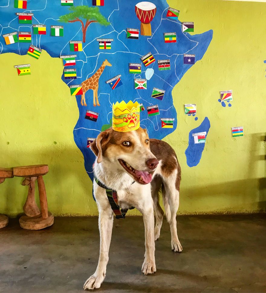 The African Dog That Hasn't Stopped Smiling For A Year