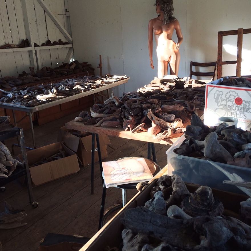 I Have Been Sculpting Faces And Bodies From Driftwood For Over 17 Years