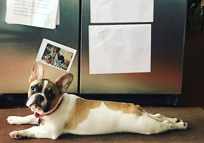 Gertie Loves To Find A Random Heat Source...she Is Often Found By The Foot Of The Fridge! @missdirtygertie
