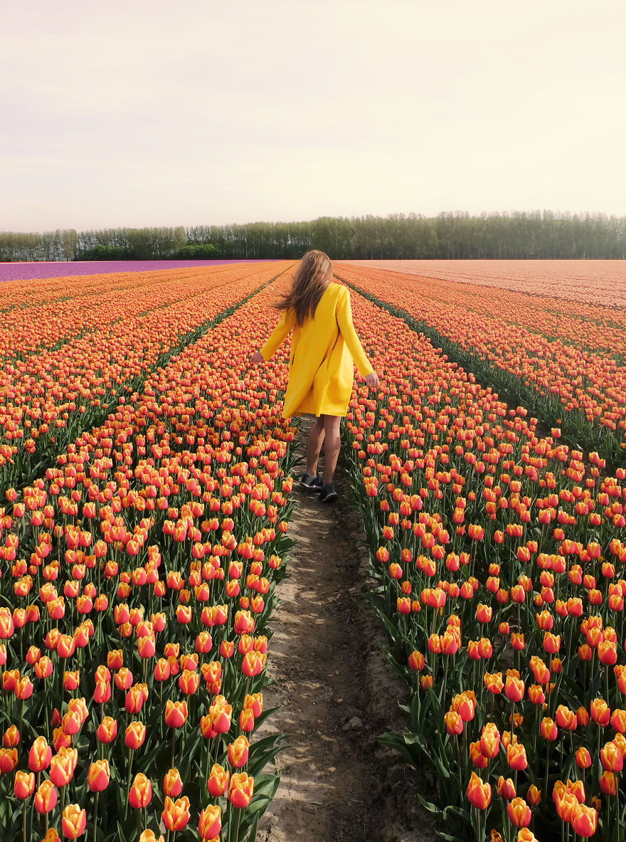 We Captured The Incredible Transformation Of The Netherlands When All 7 Million Tulips Bloom At Once We Captured The Incredible Transformation Of The Netherlands When All 7 Million Tulips Bloom At Once