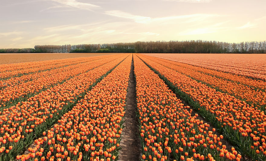 We Captured The Incredible Transformation Of The Netherlands When All 7 Million Tulips Bloom At Once We Captured The Incredible Transformation Of The Netherlands When All 7 Million Tulips Bloom At Once