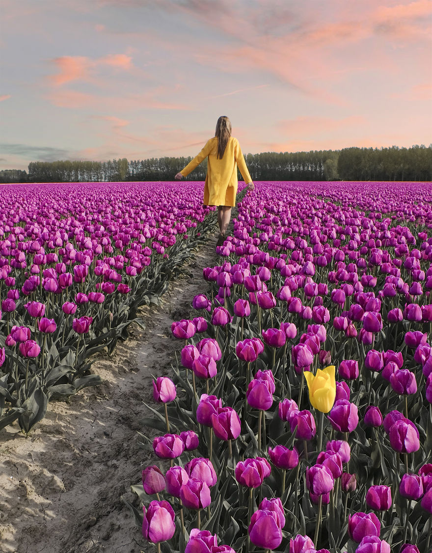 We Captured The Incredible Transformation Of The Netherlands When All 7 Million Tulips Bloom At Once We Captured The Incredible Transformation Of The Netherlands When All 7 Million Tulips Bloom At Once