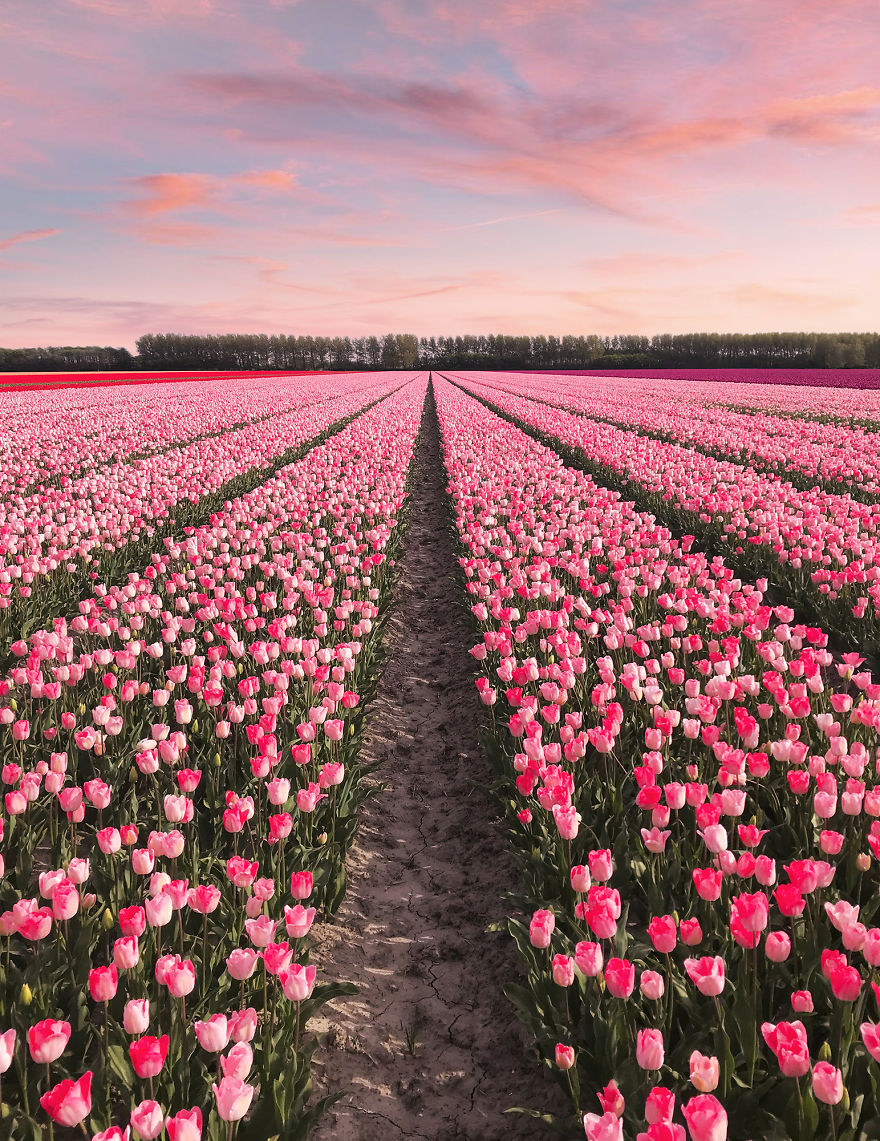 We Captured The Incredible Transformation Of The Netherlands When All 7 Million Tulips Bloom At Once