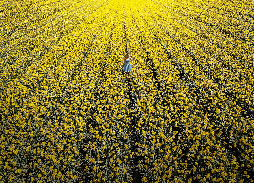 We Captured The Incredible Transformation Of The Netherlands When All 7 Million Tulips Bloom At Once We Captured The Incredible Transformation Of The Netherlands When All 7 Million Tulips Bloom At Once
