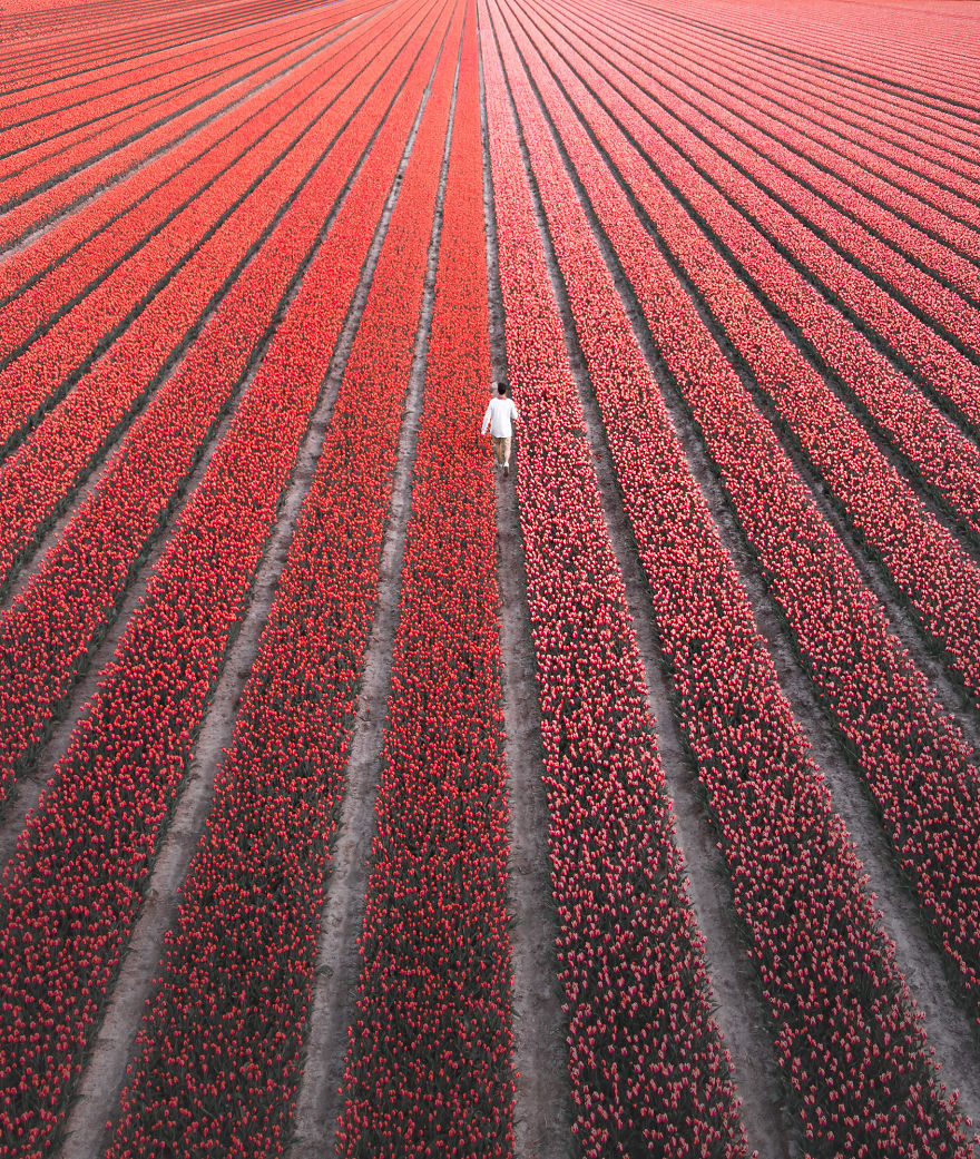 We Captured The Incredible Transformation Of The Netherlands When All 7 Million Tulips Bloom At Once
