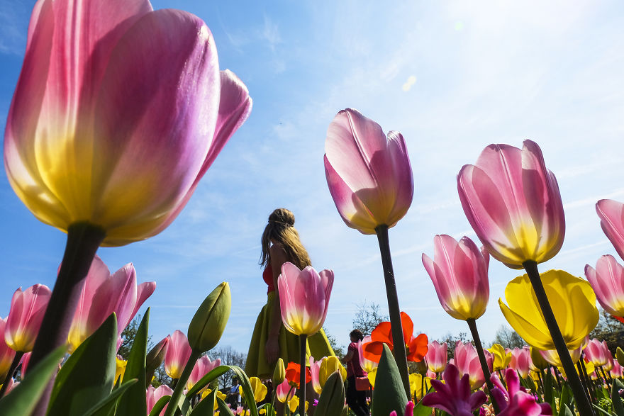 We Captured The Incredible Transformation Of The Netherlands When All 7 Million Tulips Bloom At Once