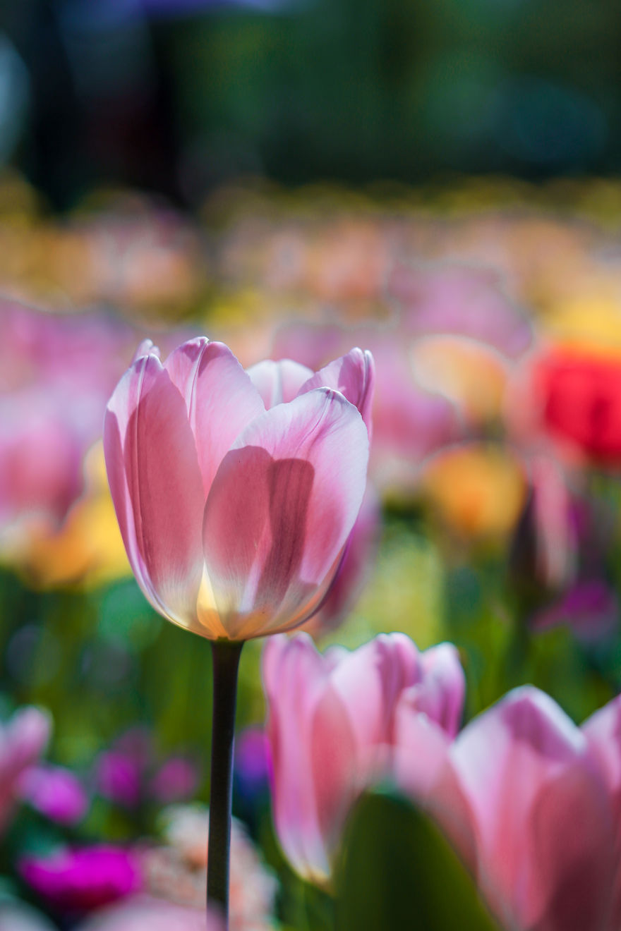 We Captured The Incredible Transformation Of The Netherlands When All 7 Million Tulips Bloom At Once