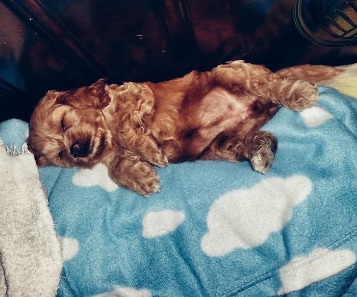 Riley, My Cockapoo's First Night In Her Forever Home