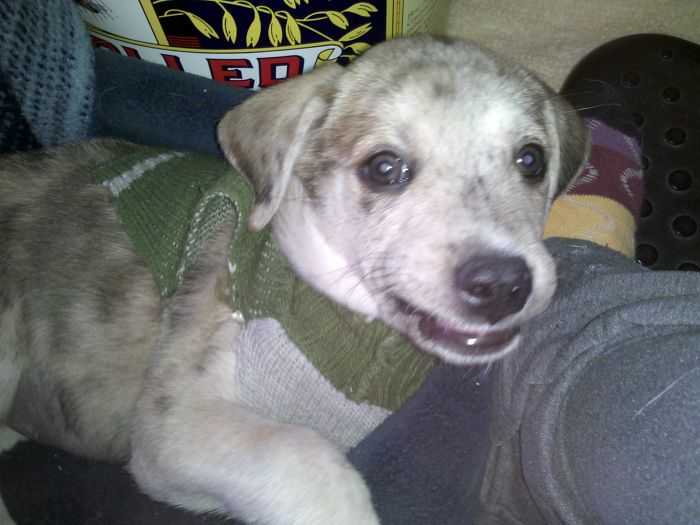 Smiling In My New Sweater Even Though It Won't Go Around My Fat Puppy Belly