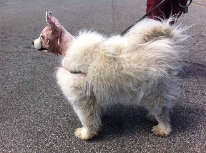 Yoli Had An Unfortunate Meeting With A Porcupine. The Porcupine Won. He Doesn't Care How He Looks (He's Very Happy To Have The Quills Out) So There's No Issues With His Dignity But We've Gotten Tired Of Answering Questions