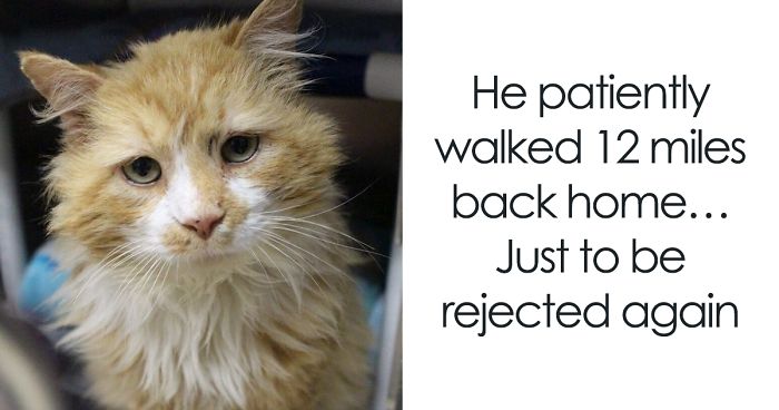 After A Family Abandons Their Cat, He Walks Back 12 Miles Just To Be Rejected Again