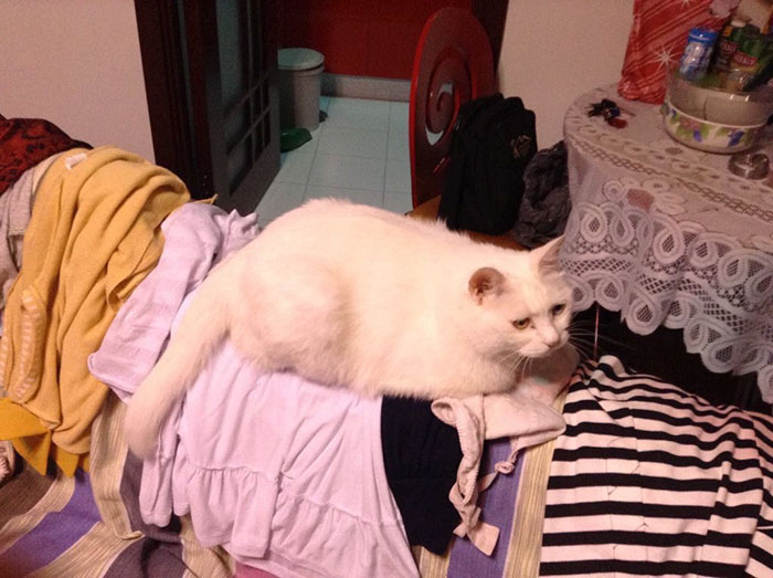 accidentally-wrong-cat-file-to-teacher-alex-sparrow-28