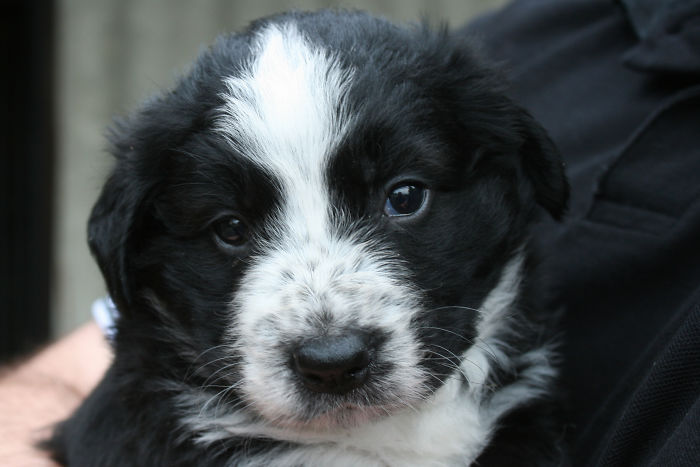 Aika, Our Bernese Mountain Dog Mix.