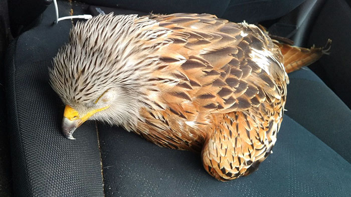 Man Rescued Injured Bird, And Now He Probably Wishes He Hadn’t