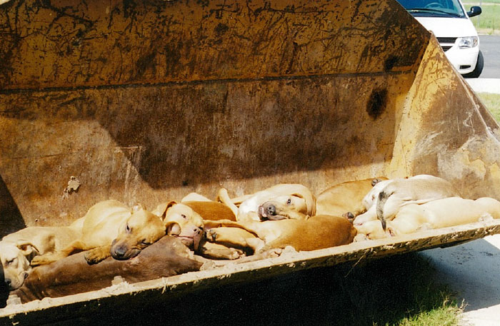 anti-peta-hate-rant-dear-tumb1r-27