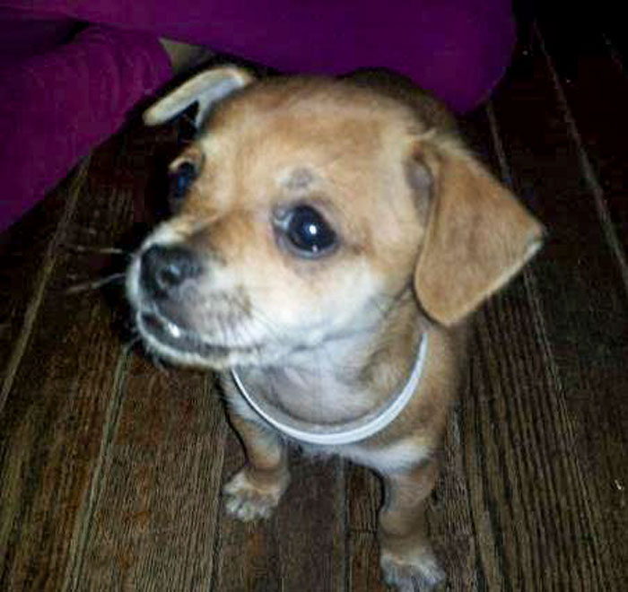 anti-peta-hate-rant-dear-tumb1r-45