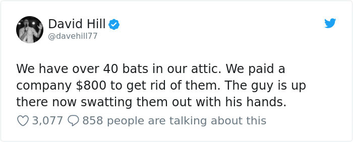 Guy Pays $800 To Get 40+ Bats Out Of His Attic, Doesn't Expect Contractors To Do This Guy Pays $800 To Get 40+ Bats Out Of His Attic, Doesn't Expect Contractors To Do This