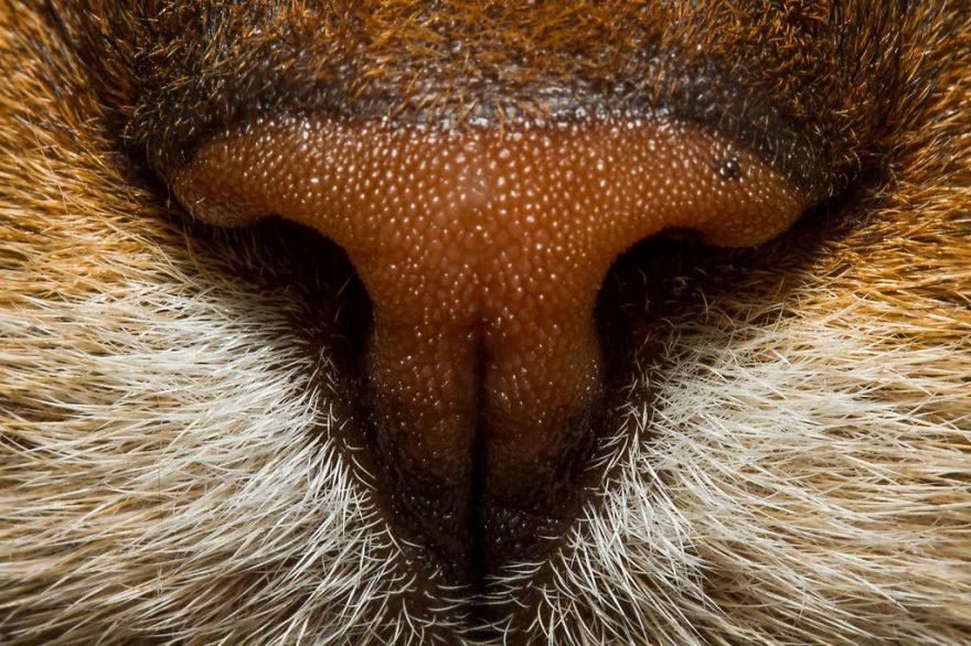 Cat-Noses-Macro-Photography