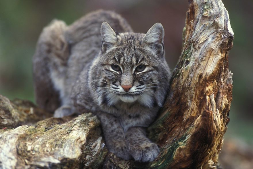 Help Prevent Bobcat Trapping!