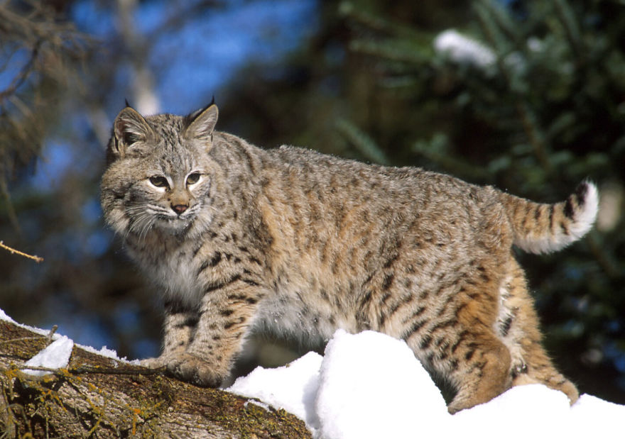 Help Prevent Bobcat Trapping!
