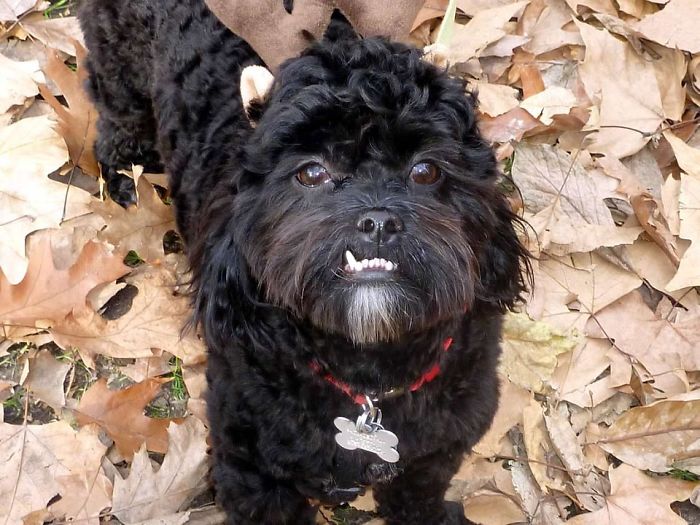 He Did Not Like Those Antlers