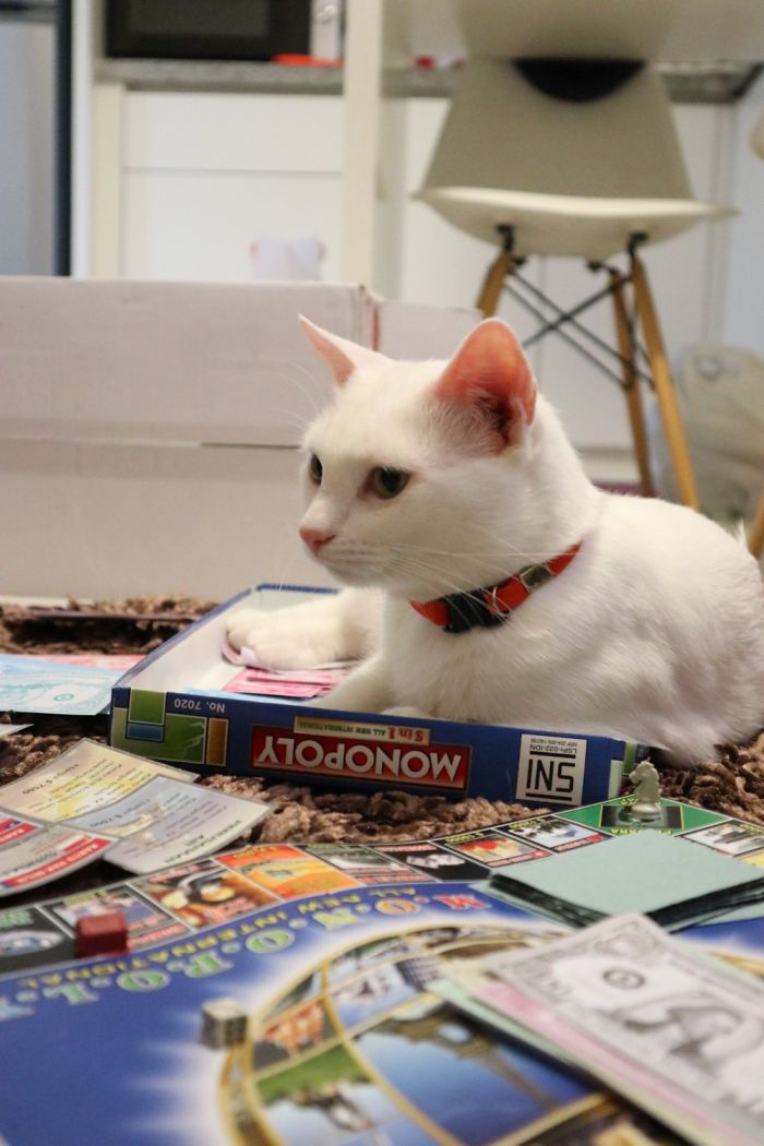 My Cat : Hooman You Don't Need Board Games, You Only Need Me ( She Sat On The Money)