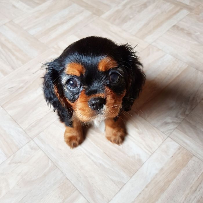 My Cavalier Pup At 8 Weeks Old