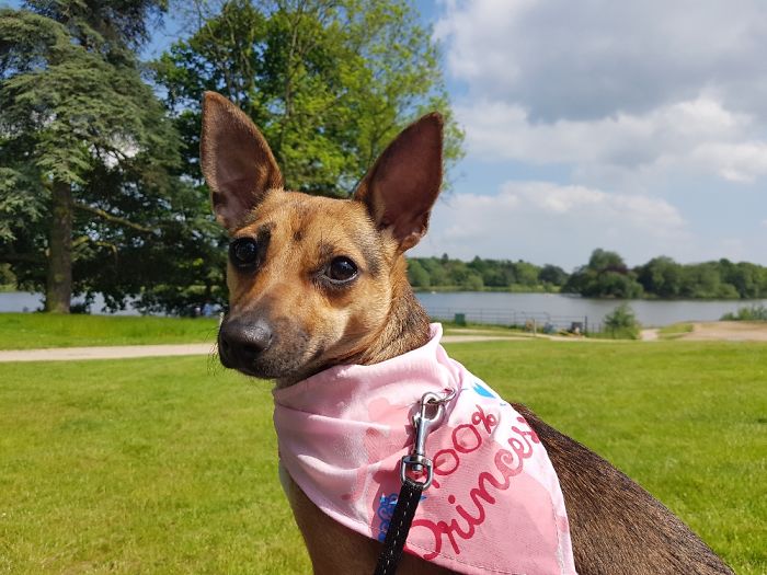 Stella My Little Jack-Chi Enjoying The Sun , Shes Only 6 Months Old Here But Shes Alway My Baby