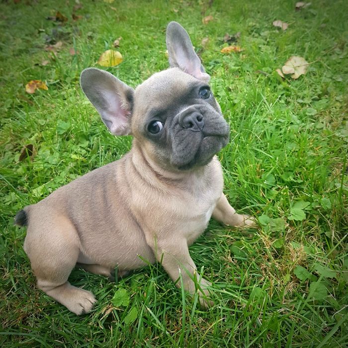 The Fastest Dog Alive - Meet The Flash