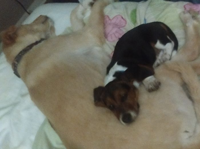 Our Little Guy Toby Using Big Brother Lego As A Pillow.