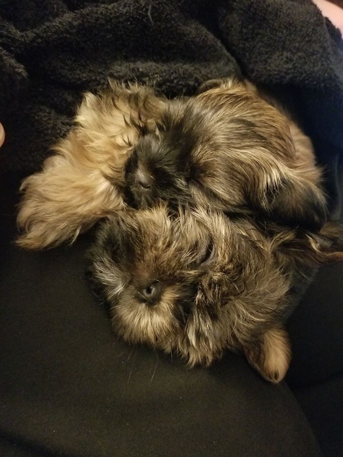 This Is Lola And Gizmo