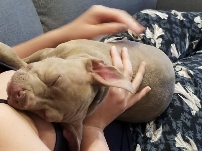 Tough Day Being A Puppy, 16lbs,@10 Weeks