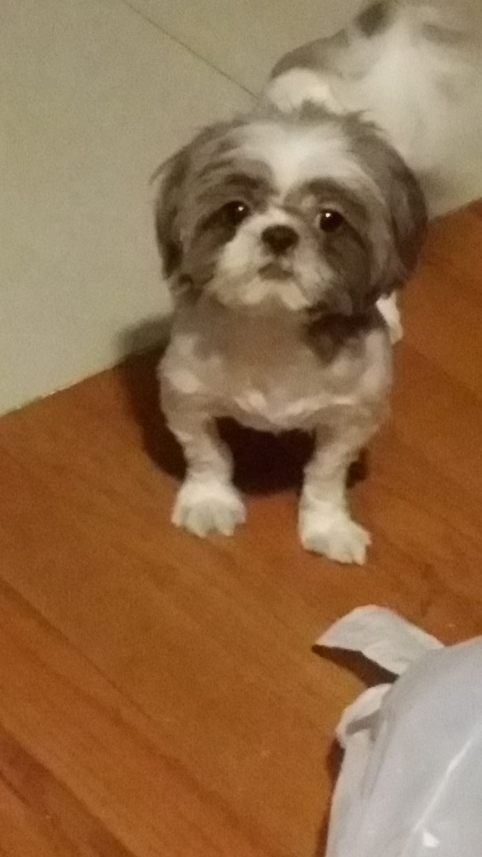 Bit Fuzzy But Puppy's First Hair Cut. She Looks So Betrayed! Ha!