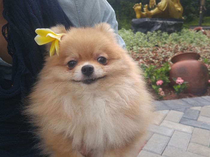 Her Name Is Peanut, But I Always Call It "Penyot" Since It Was Cuter ✌