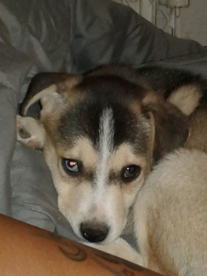 The Most Beautiful Puppy Ever