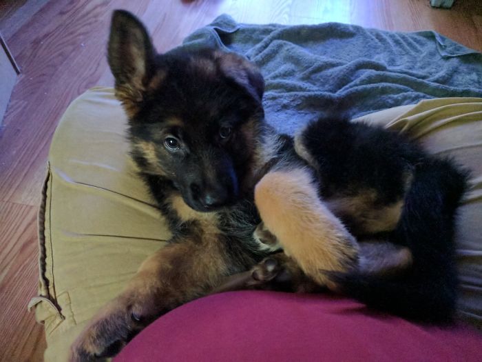 Milo At 8 Weeks "You Can't Resist Me"