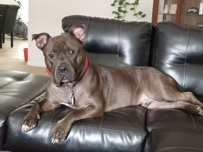 Biggs. He Was 3 When We Adopted Him. Not Quite A Puppy But He's Definitely My Baby!