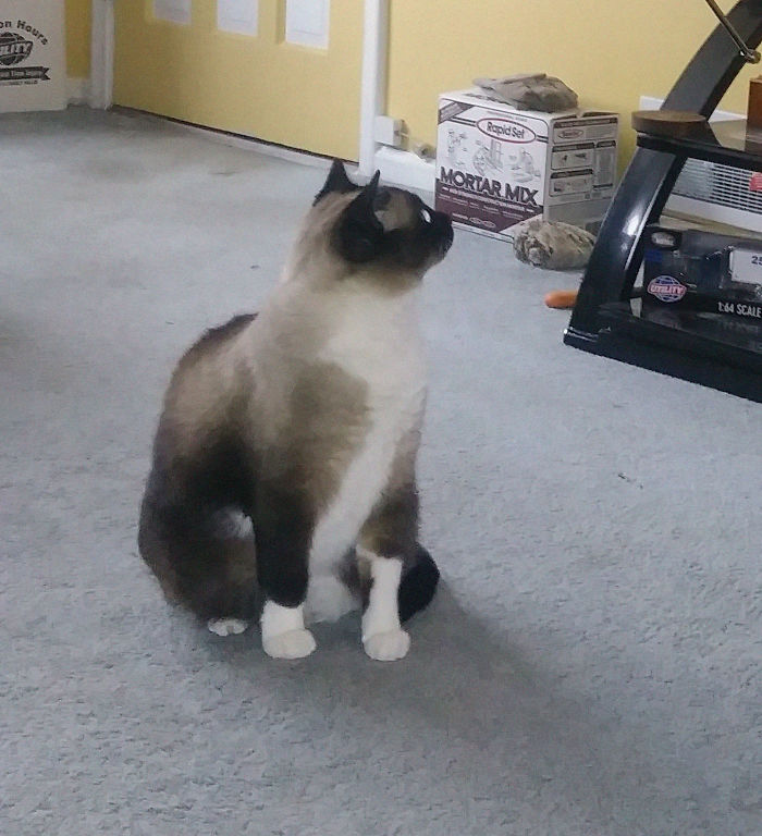 140 Of The Most Unbelievably Smart Things Pets Have Done That Surprised Their Owners