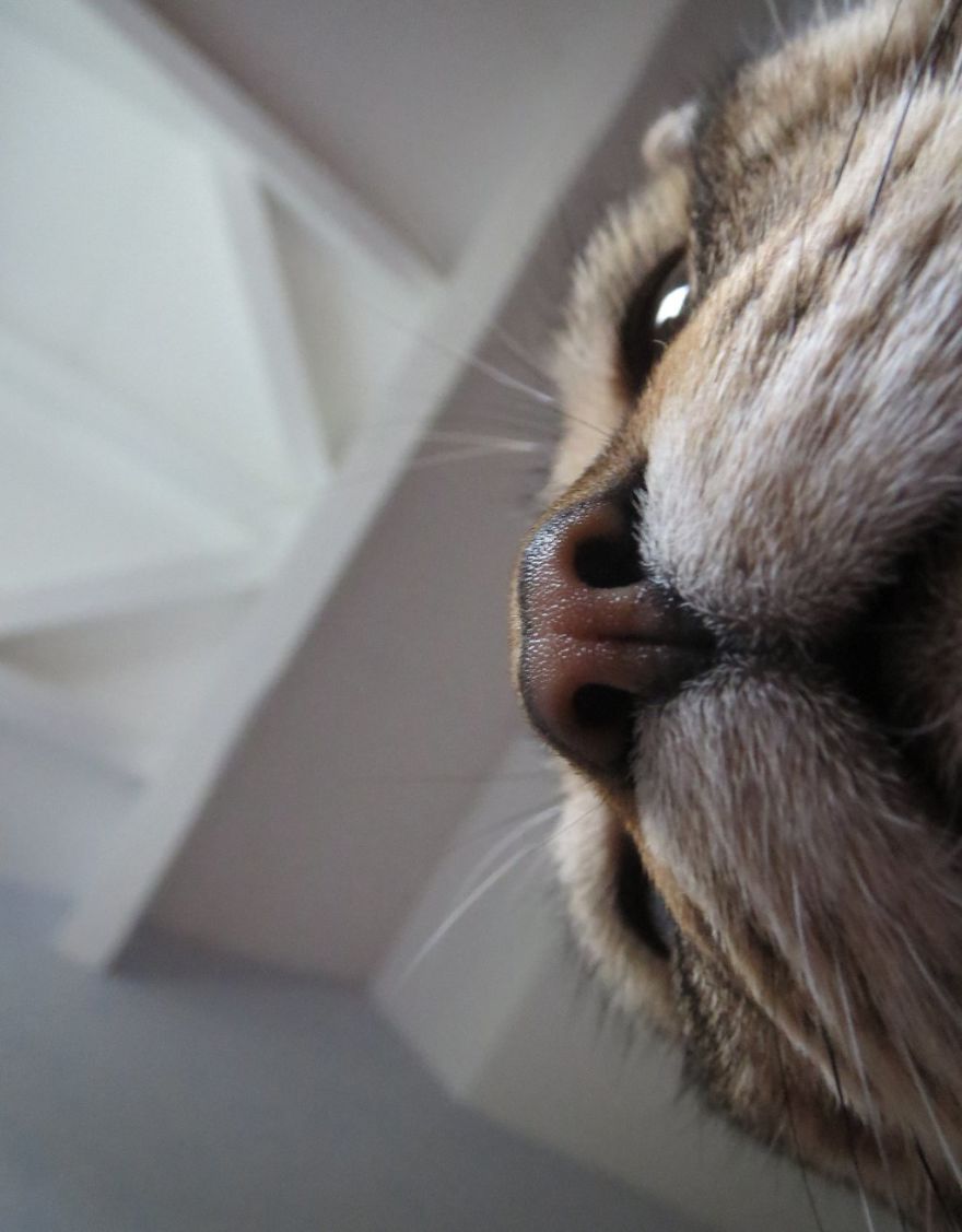 Cat-Noses-Macro-Photography