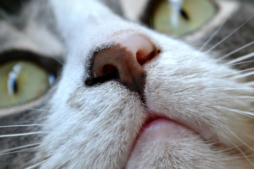 Cat-Noses-Macro-Photography