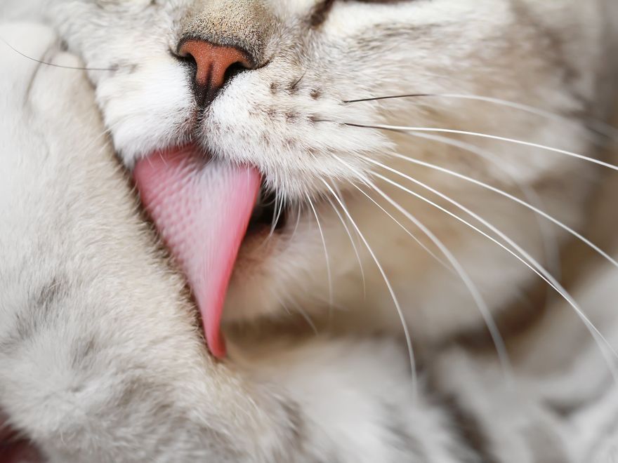 Cat-Noses-Macro-Photography