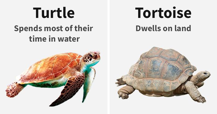 39 ‘Same’ Things That Most People Don’t Know Are Actually Different