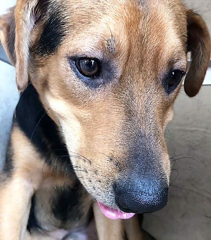 This Woman Was Caught Red-Handed While Dumping Her 4 Dogs, And Got What She Deserved This Woman Was Caught Red-Handed While Dumping Her 4 Dogs, And Got What She Deserved