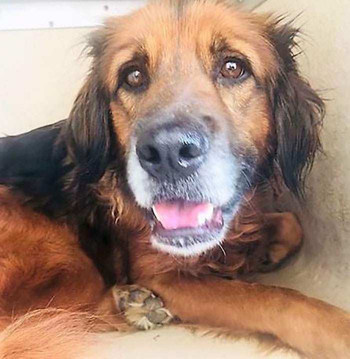 This Woman Was Caught Red-Handed While Dumping Her 4 Dogs, And Got What She Deserved This Woman Was Caught Red-Handed While Dumping Her 4 Dogs, And Got What She Deserved