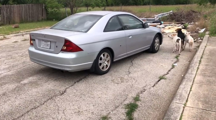 This Woman Was Caught Red-Handed While Dumping Her 4 Dogs, And Got What She Deserved This Woman Was Caught Red-Handed While Dumping Her 4 Dogs, And Got What She Deserved