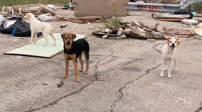 This Woman Was Caught Red-Handed While Dumping Her 4 Dogs, And Got What She Deserved This Woman Was Caught Red-Handed While Dumping Her 4 Dogs, And Got What She Deserved