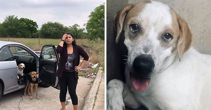 Esta mujer fue pillada mientras abandonaba a sus 4 perros, y se llevó su merecido