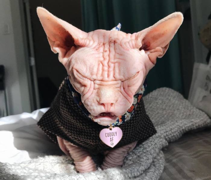 Move Aside Grumpy Cat, Loki Is The New Grumpiest Cat In The World